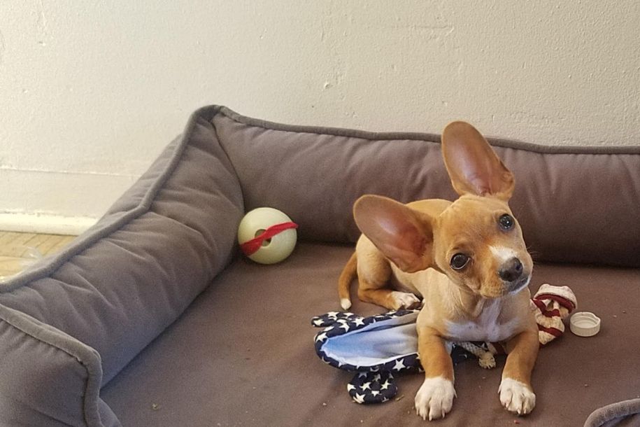 Puppy wellness care