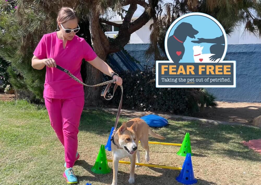 Vet doing outdoor rehab