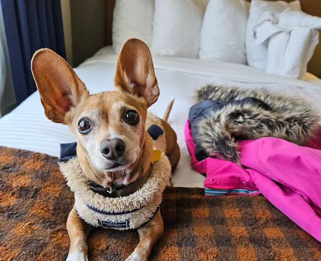 Cute Senior dog