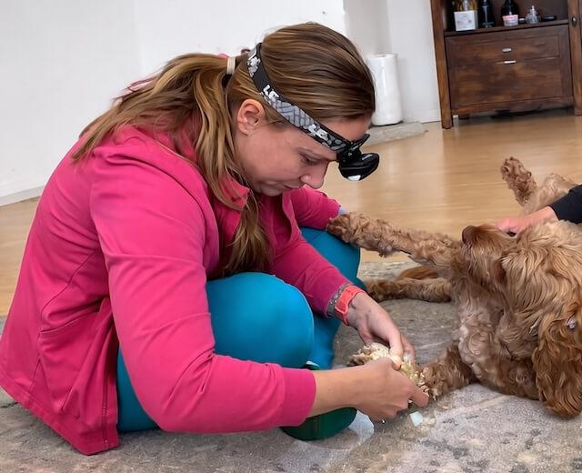 Pet Bloodwork And Diagnostic Testing At Home
